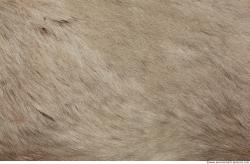 Fur